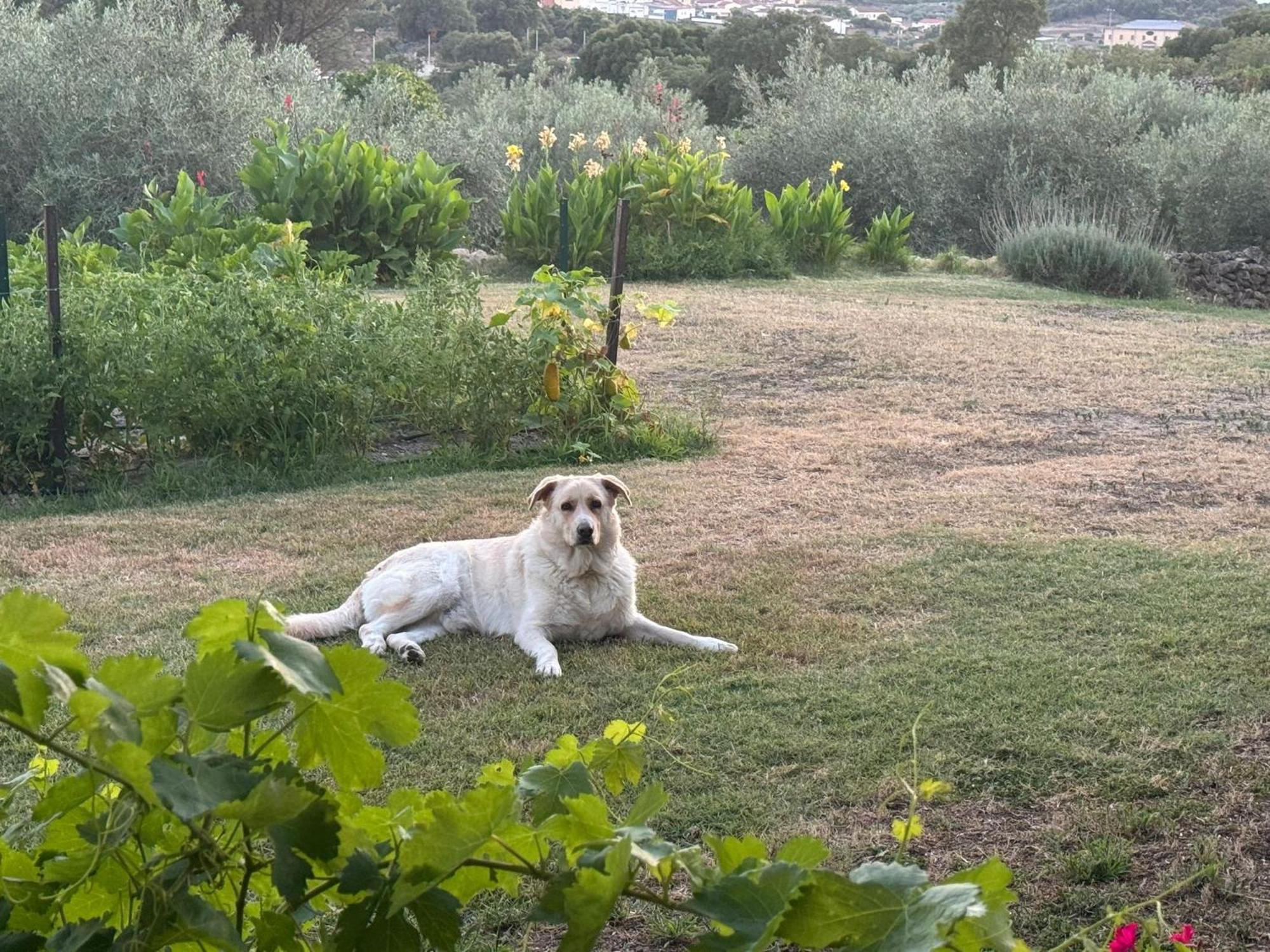 Casa Rural La Recuera Montánchez Eksteriør billede